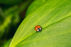Practical ways to reduce chemical use on your farm