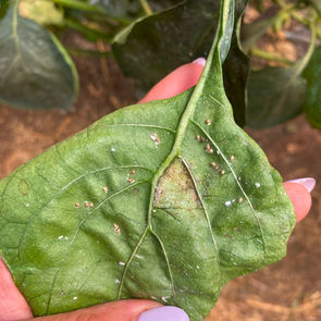 The War on Pests Isn’t Working. Here’s What Is.