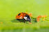The basics of biological pest control