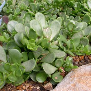 Lawn alternatives for low water gardens
