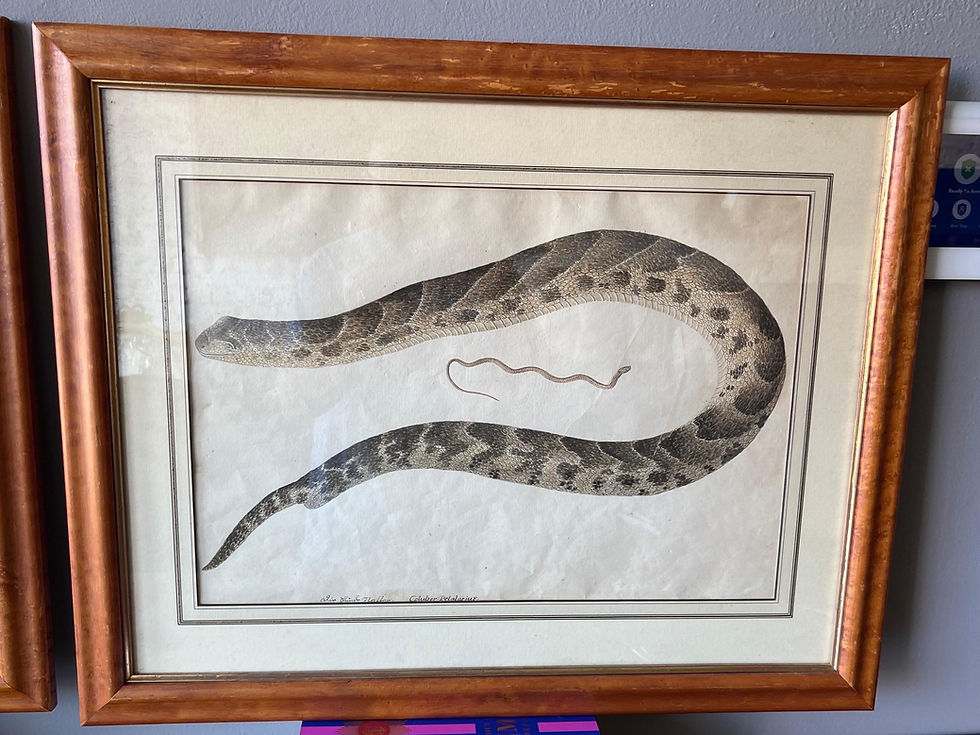Thumbnail: Pair of 18th- Early 19th Century Engravings of Snakes in Maple Frames