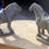 Thumbnail: Pair of Carved Stone Tang Horses