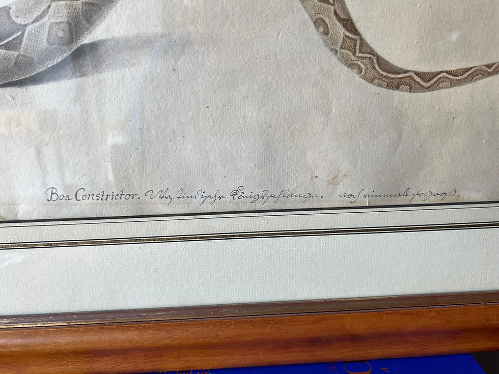 Thumbnail: Pair of 18th- Early 19th Century Engravings of Snakes in Maple Frames