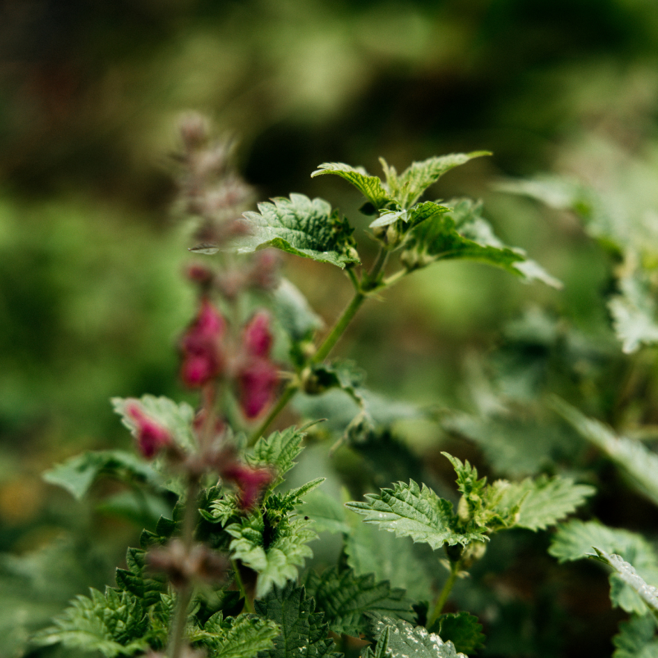 Thumbnail: Bergamot & Nettle, Scented Tin Candle