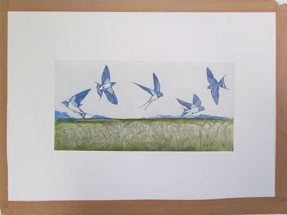 Blue swallows fly over green wheat fields, trial etching by Tim Mitchell
