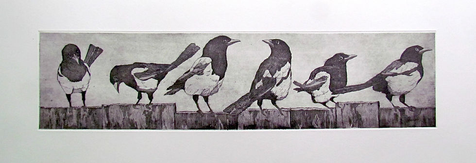 Six black and white magpies in various positions sit on a fence, etching by Tim Mitchell