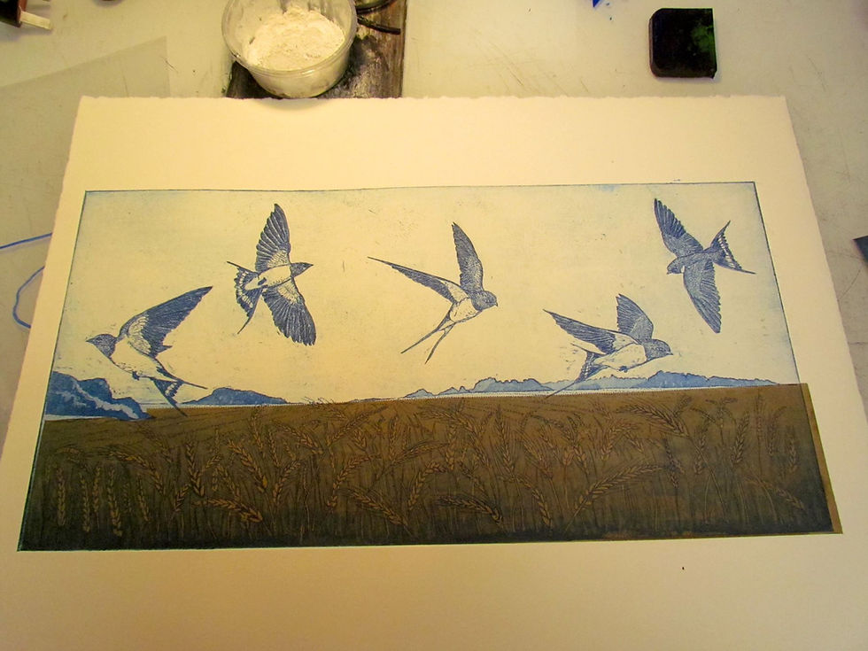 A trial version of Tim's swallows etching printed in blue ink with tissue paper used to add a brown colour to the fields