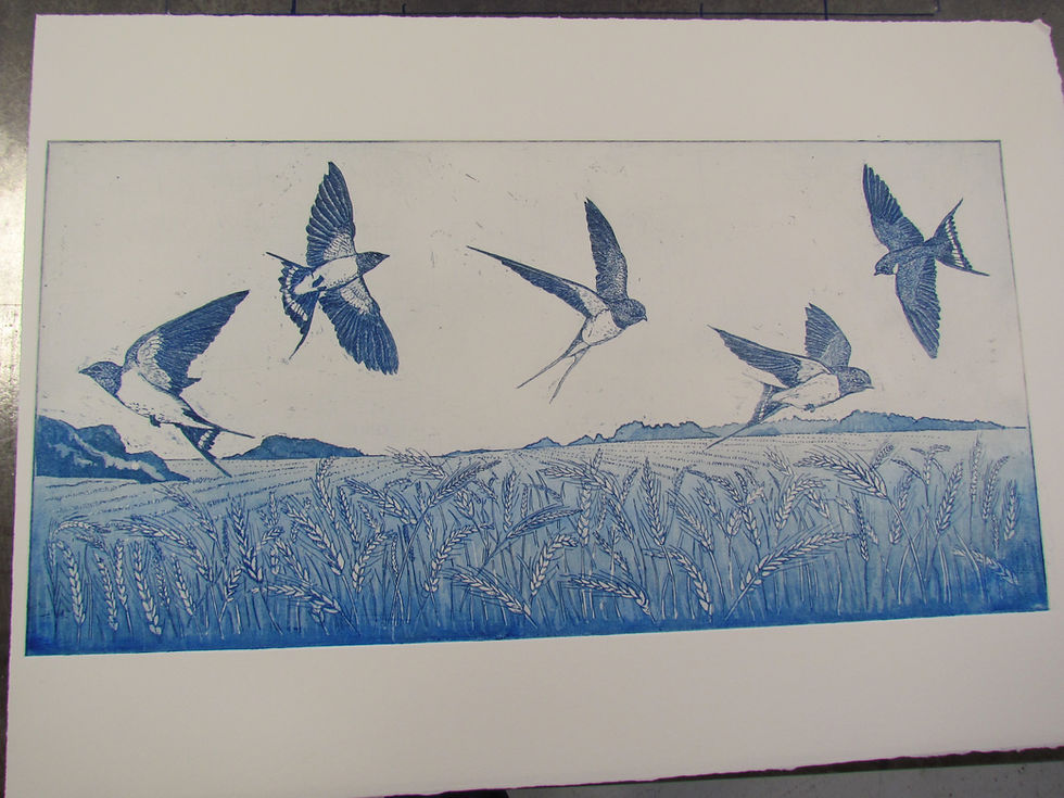 An etching in blue ink showing swallows swooping over a wheat field
