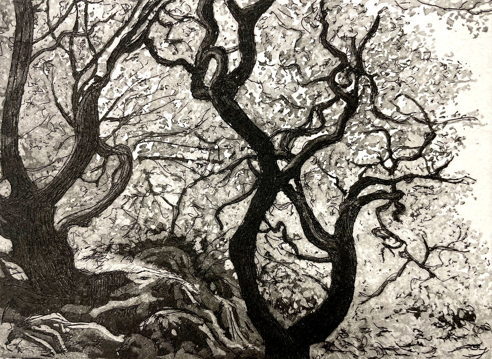 Twisty oak trees cluster on mossy rocks in the sunlight, with a pale sky on the right hinting at an opening in the woods