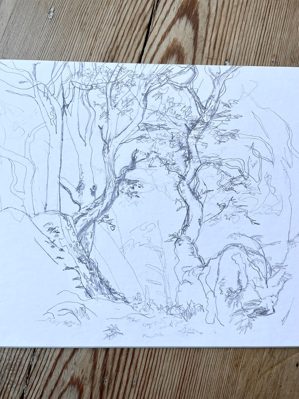 A loose sketch of trees on a piece of white mount board. The drawing is more detailed in the centre and becomes more minimal as it gets to the edge