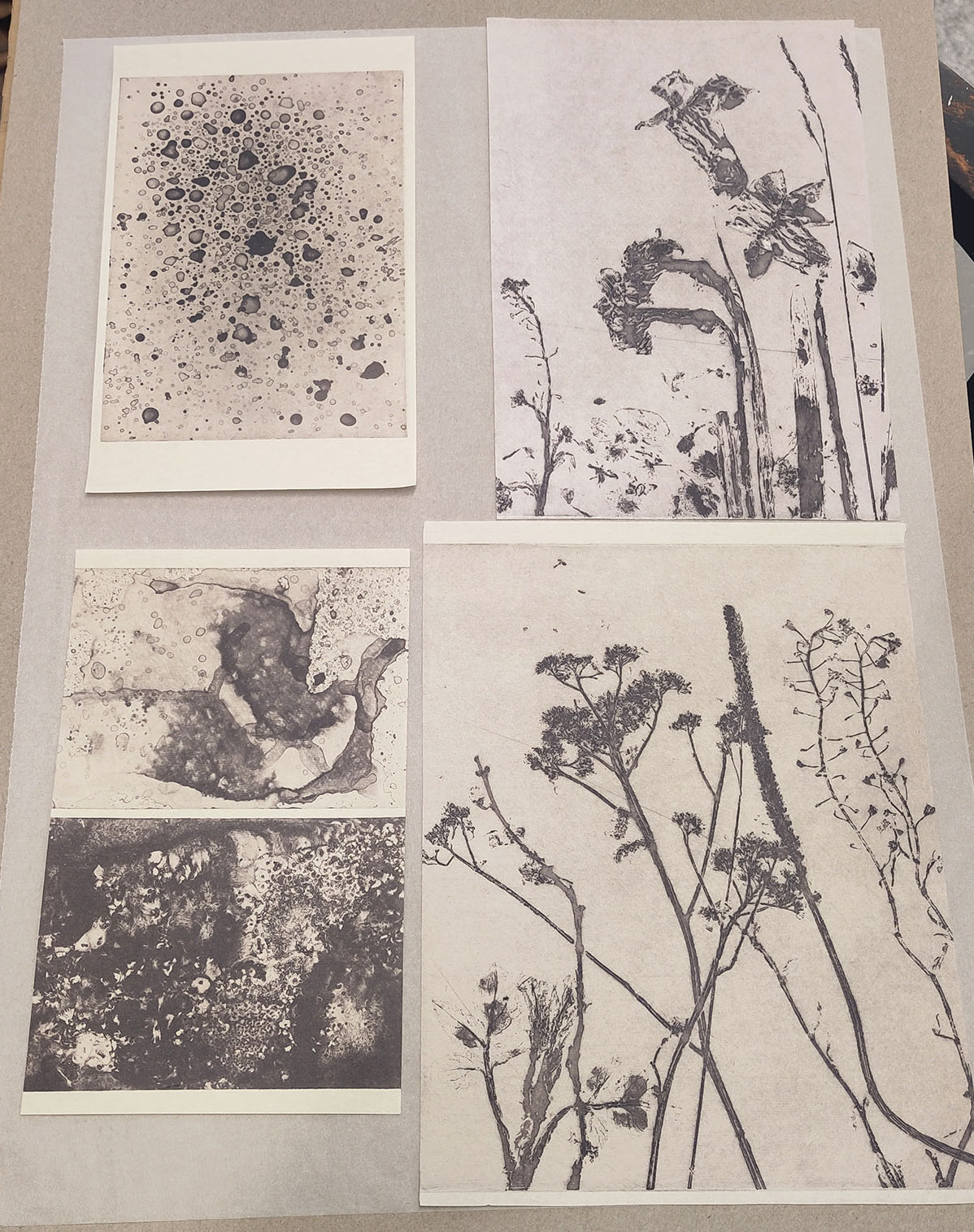 Sepia prints of plants and splatters evoking histopathology images dry on a grey board