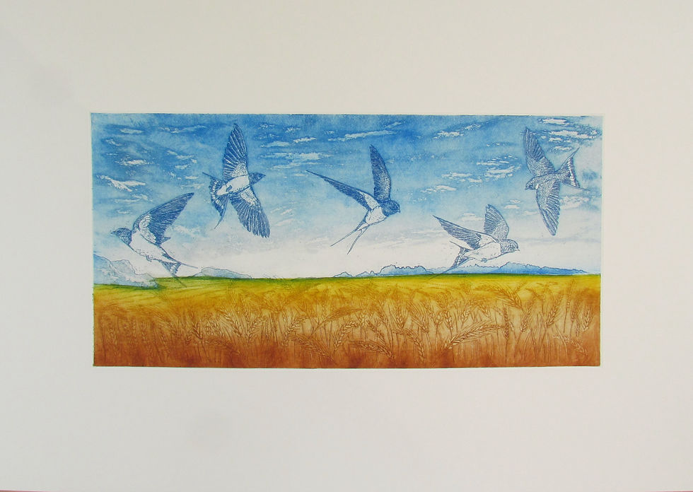 The final version of "A Swoop of Summer Swallows", with blue swallows flying over gold and green fields and hills in the background. Etching by Tim Mitchell