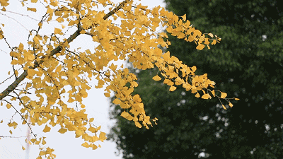 t015131cdabeb6a17fa.gif