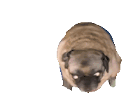 pug-dance.gif