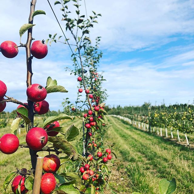 Cider Prince Edward County Loch Mór Cider Company