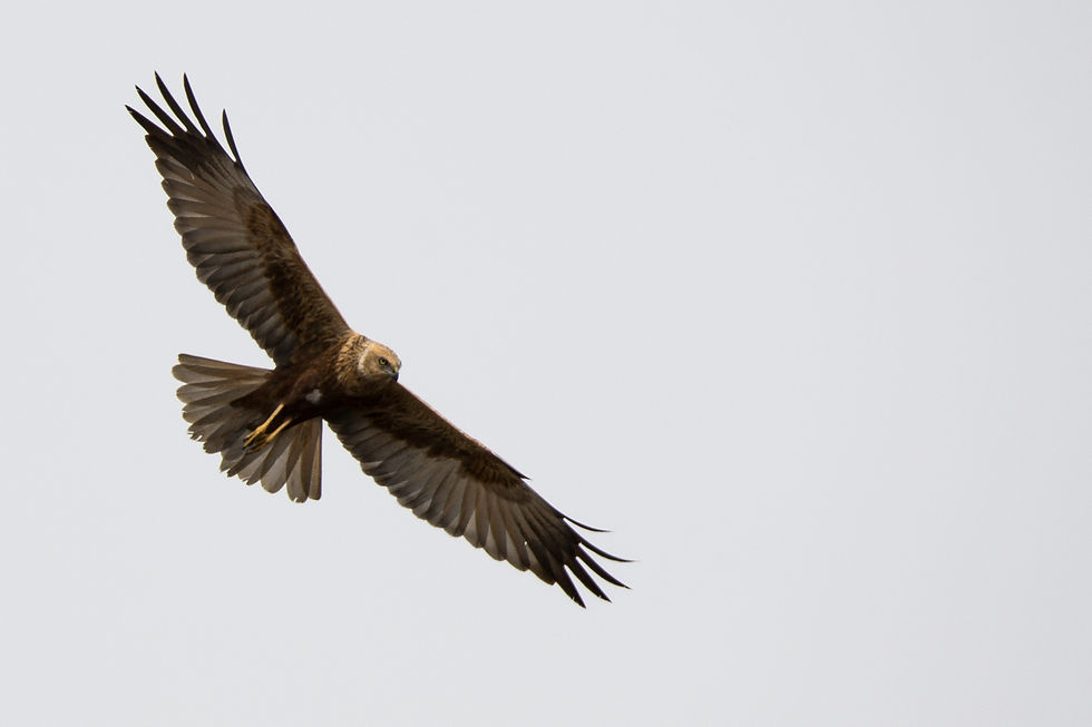 falco di palude 3