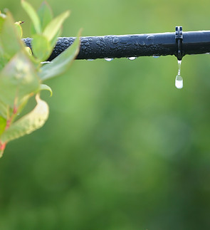 Drip Irrigation Setup