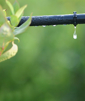 Plant & Irrigation System