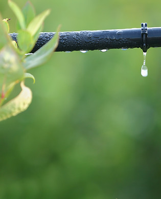 Plant & Irrigation System