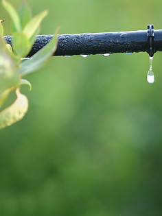 Plant & Irrigation System