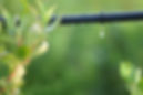 Plant & Irrigation System