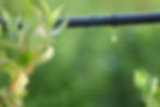 Drip Irrigation DIY