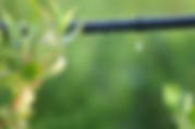 Plant & Irrigation System