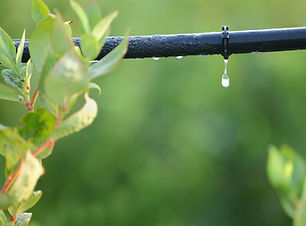 Plant & sistema de irrigação