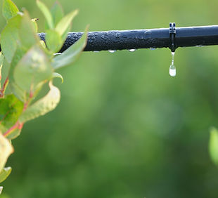 Drip Irrigation Setup