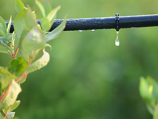 Plant & Irrigation System