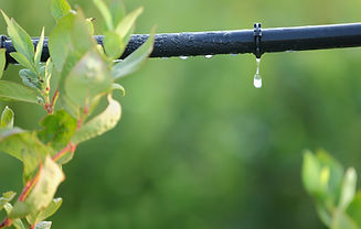 Drip Irrigation Setup