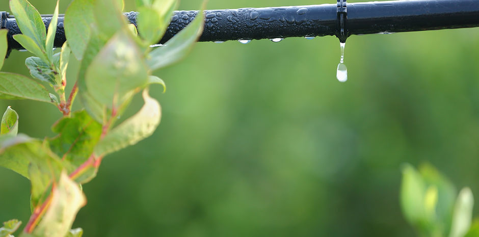 Plant & Irrigation System