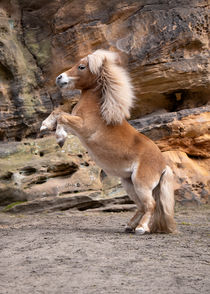 Pferdefotografie Ulrike Siebert – Mini Shetty, steigend vor Felswand