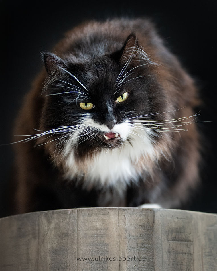 Katzenfotografie Ulrike Siebert – Maine Coon 