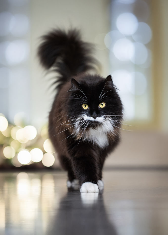 Katzenfotografie Ulrike Siebert – Maine Coon 