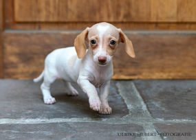 Zuchtfotografie Ulrike Siebert – Amerikanischer Dackel