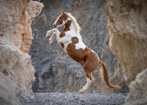 Pferdefotografie Ulrike Siebert – Mustang vor Felswand