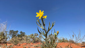 Flower Show in the Bush: