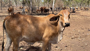 We are Australia, Mate