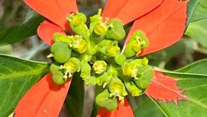 The Eyes of a Kid in Kath: