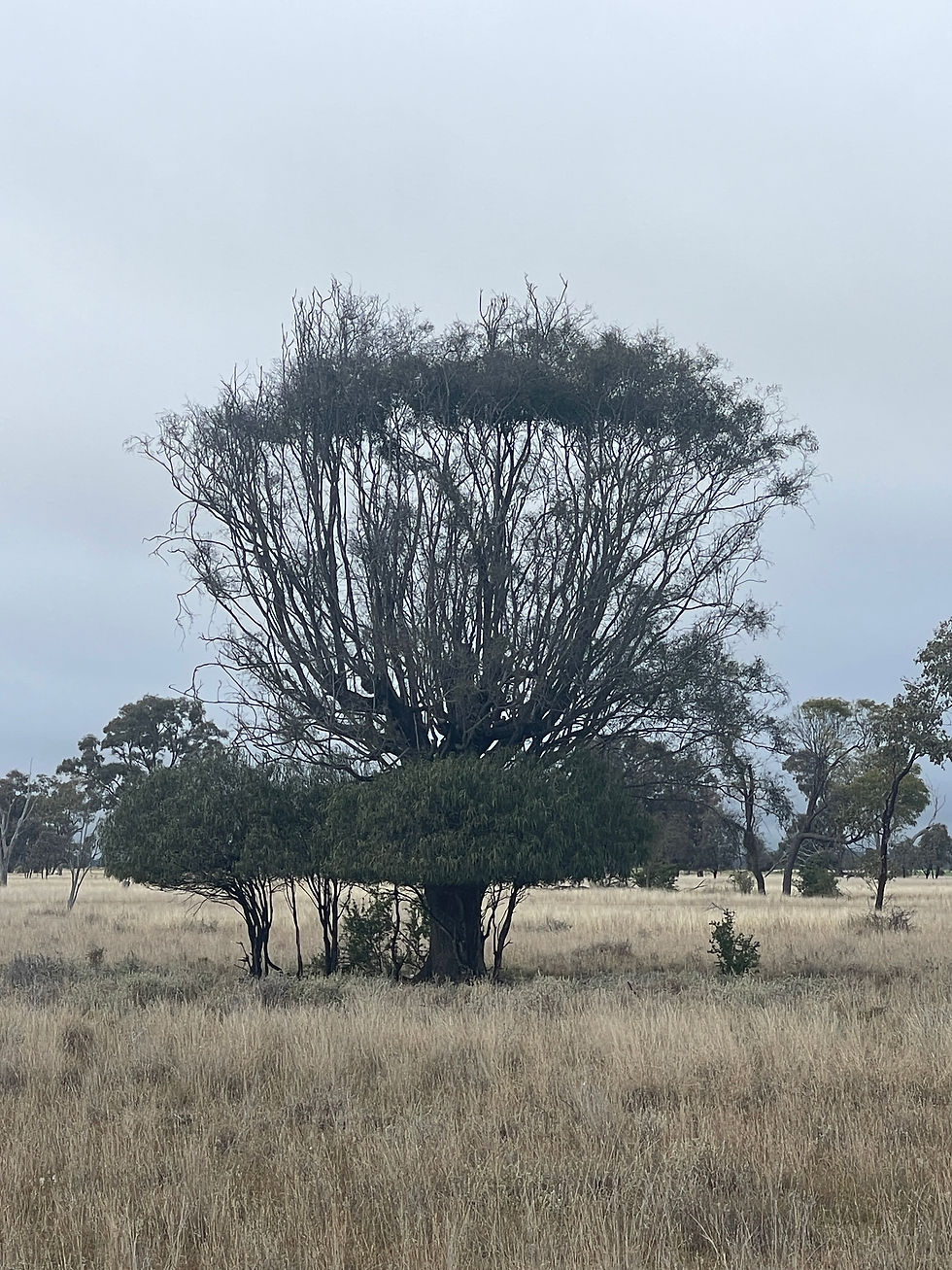 NATURES UNIQUE DESIGN