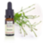 verveine