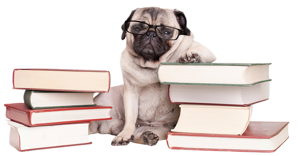Pug in glasses resting on books, symbolizing preparedness and planning with REAL K9 Training’s clear policy expectations