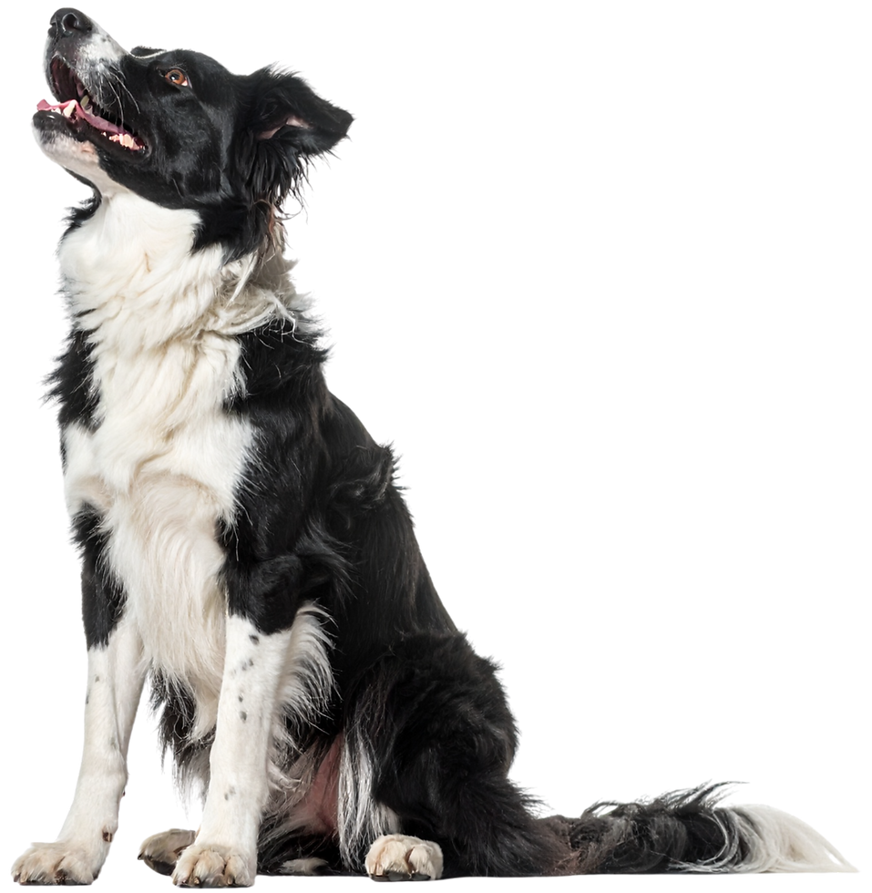 Border Collie gazing upward at REAL K9 Training logo, symbolizing focus and connection