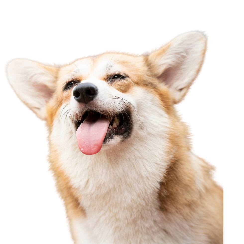 Happy Corgi with tongue out, symbolizing joyful and stress-free training outcomes