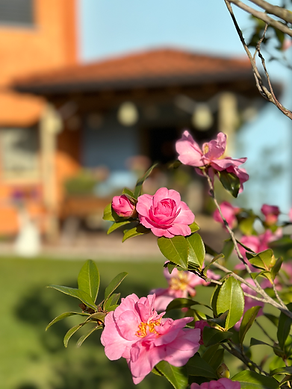 camelia con casa in secondo piano.heic