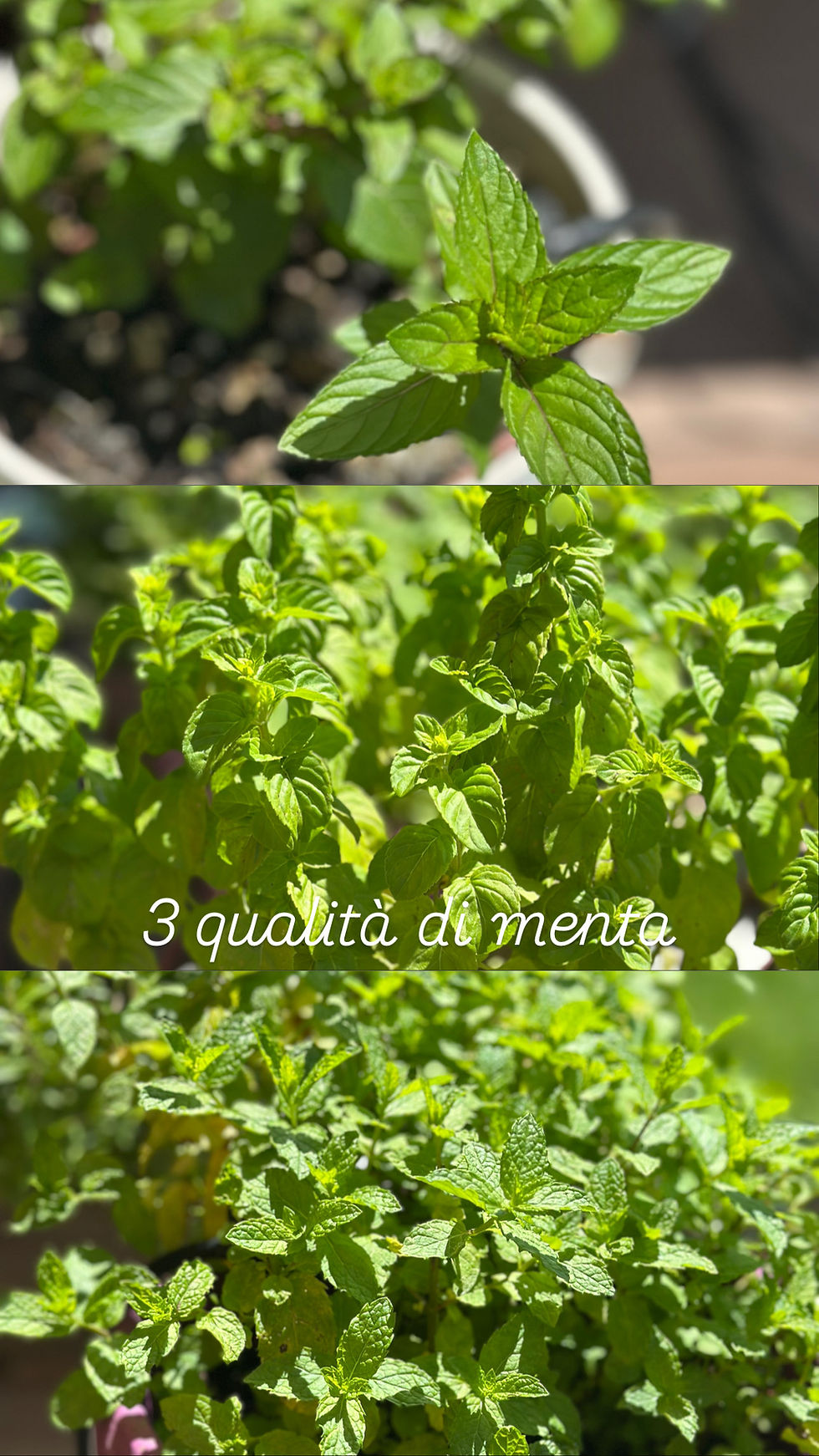 Miniature : Barbabietola e menta del mio orto - Gelatina