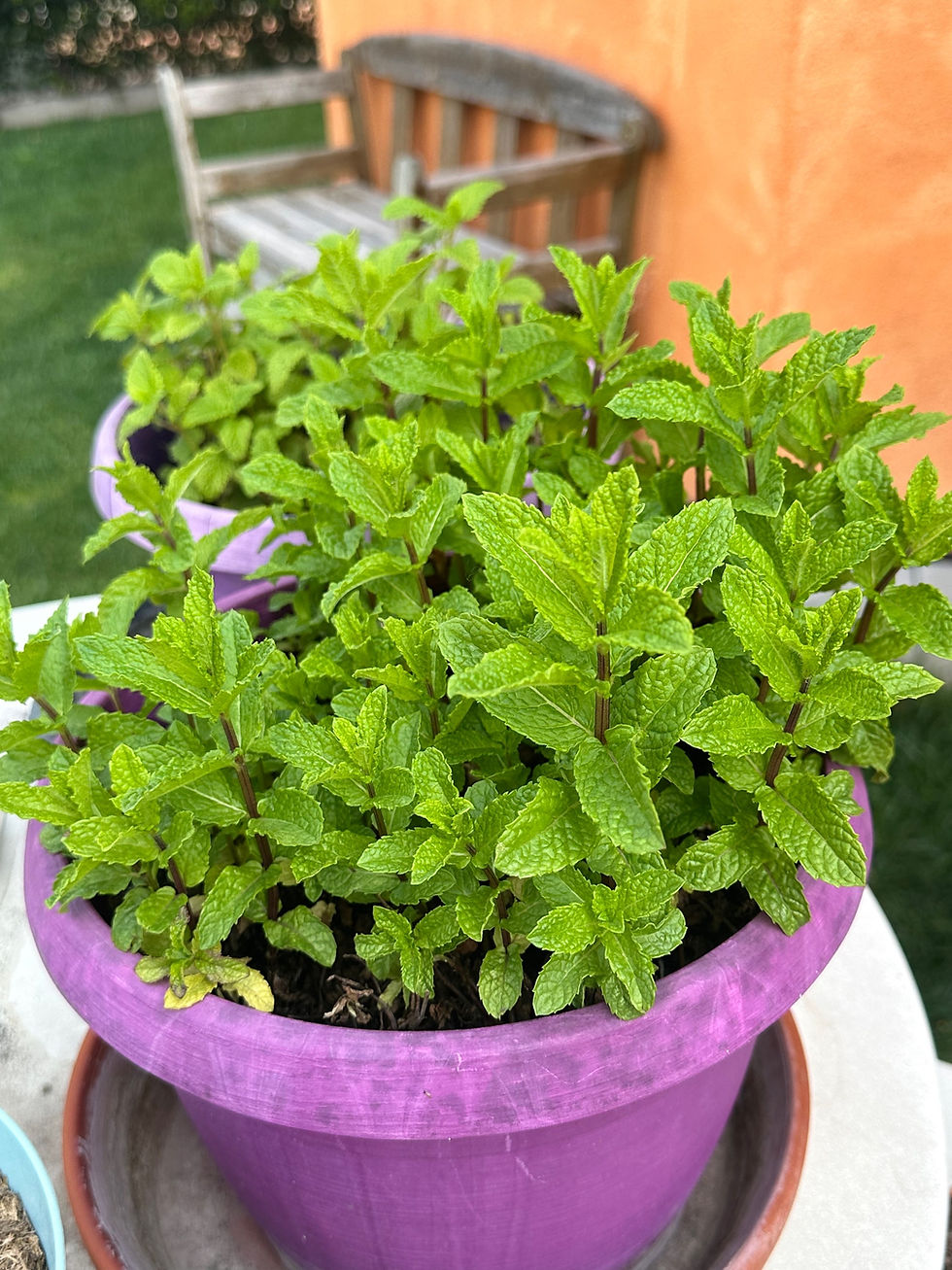 Miniature : Barbabietola e menta del mio orto - Gelatina