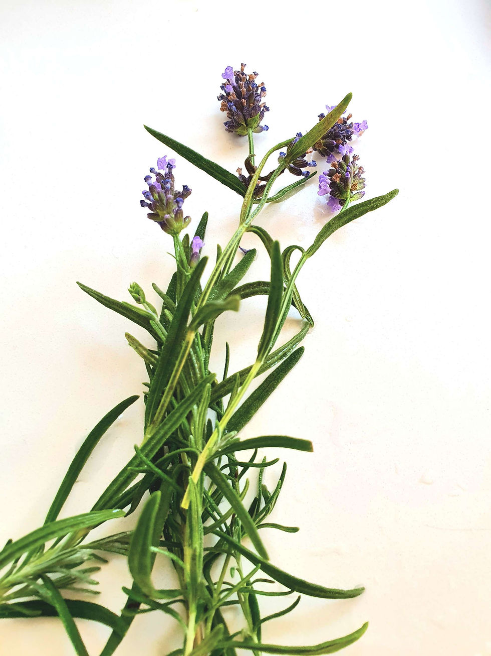 Thumbnail: Currant - Jelly with a touch of lavender