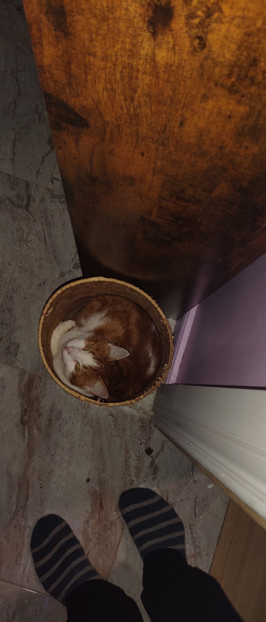 “When you look for your cat for an hour and discover it has been sleeping in the paper bin